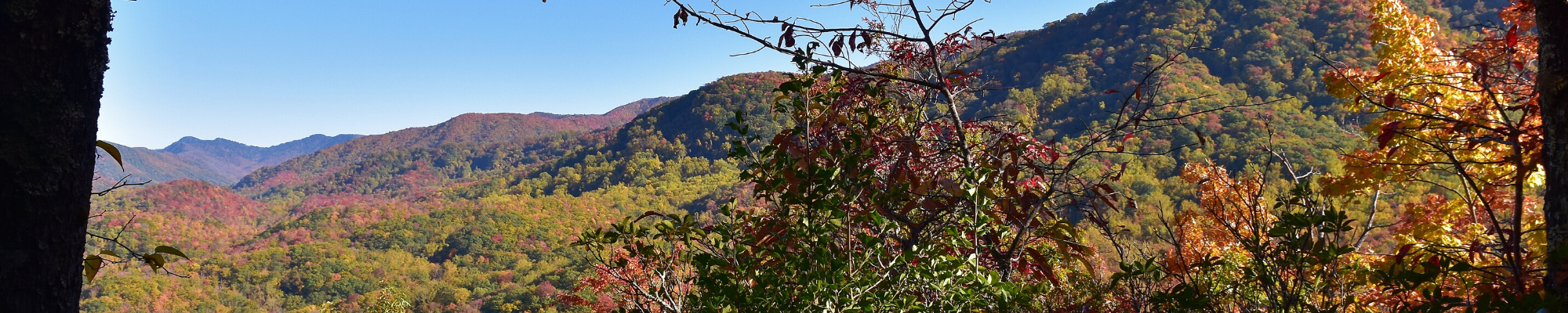 fall leaves in great smokey mountains