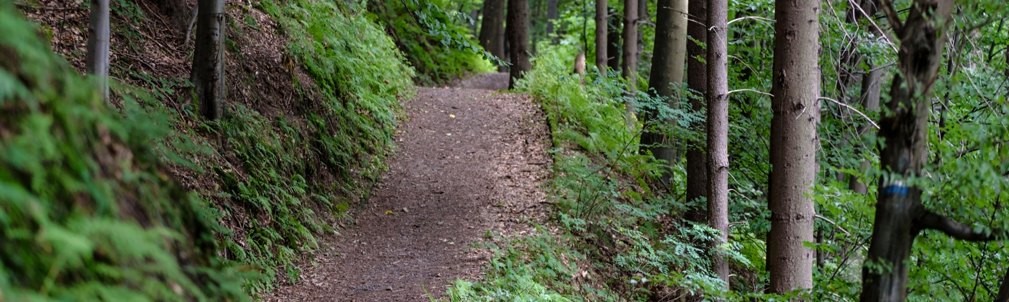 Hiking Trail in Tennessee